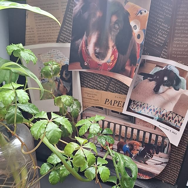 hanapanさんの部屋