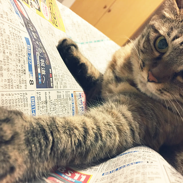 beemerさんの実例写真
