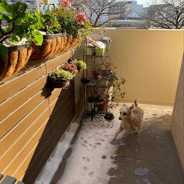 marukoさんの実例写真