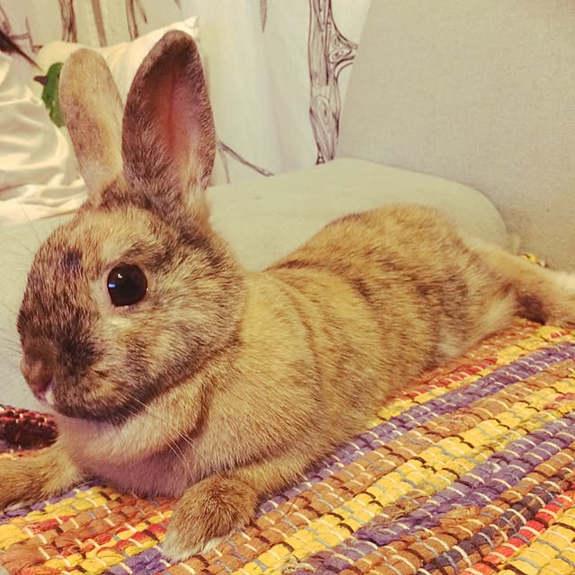 chocolatさんの実例写真