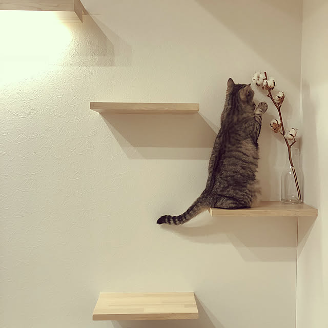 funikoさんの実例写真