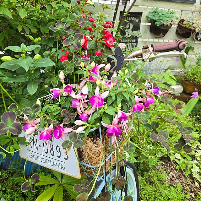 min_nimさんの実例写真