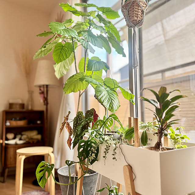 masumiさんの実例写真