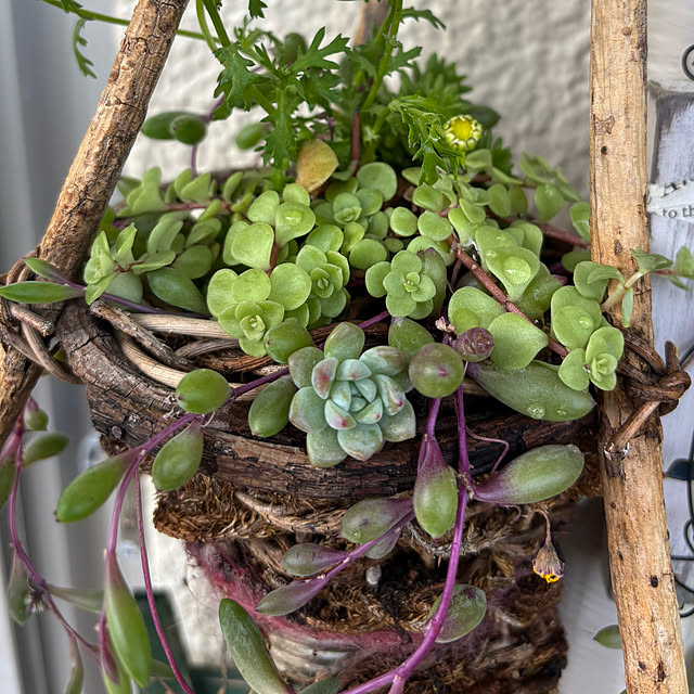 syutmmさんの部屋