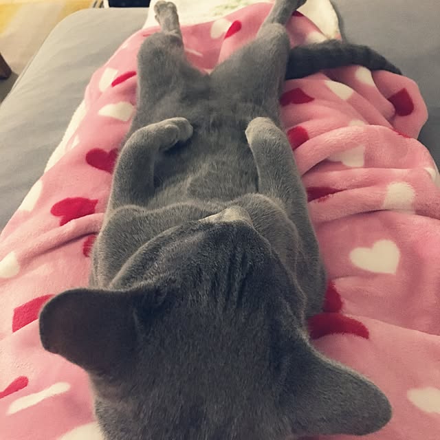 maripoさんの実例写真