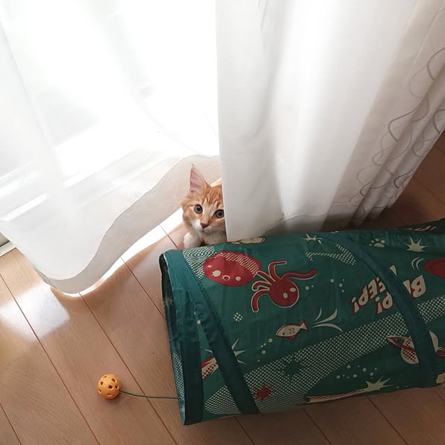 pinokoさんの実例写真