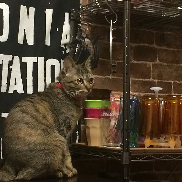 kohakuringoさんの実例写真