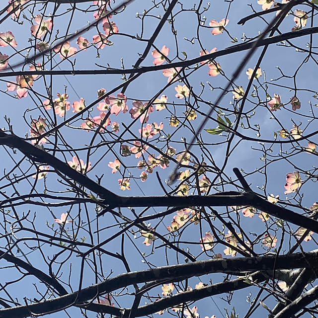 kapiさんの部屋