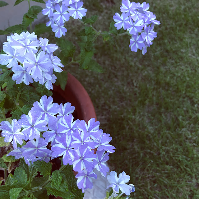 Denchanさんの実例写真