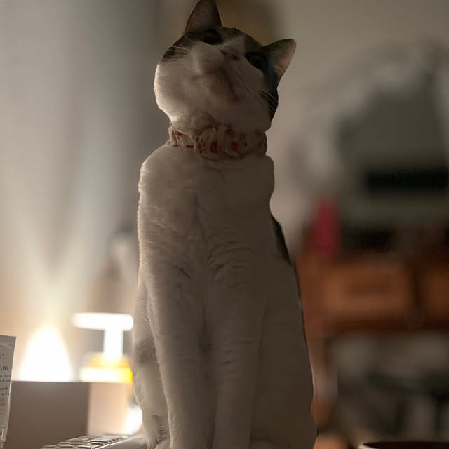 mu_chanさんの実例写真
