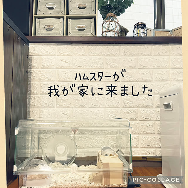 izuさんの実例写真