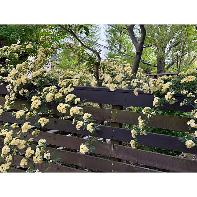 noriflowerさんの実例写真