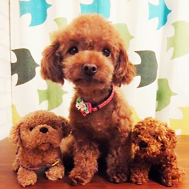 chipinoさんの実例写真