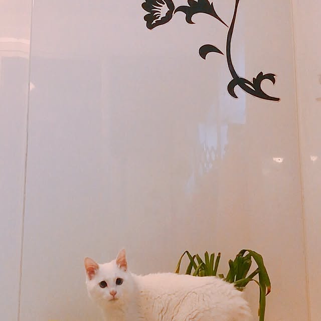 nyanko-beamさんの実例写真