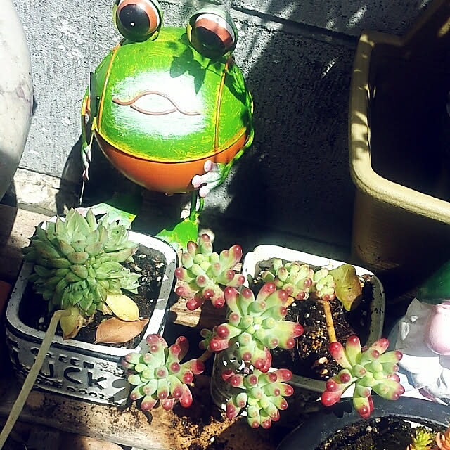 seiさんの実例写真
