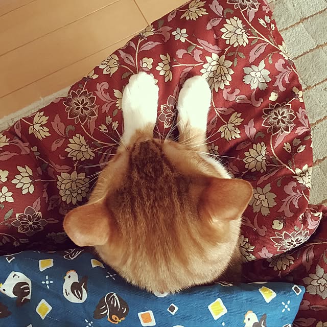 baronkotarouさんの実例写真