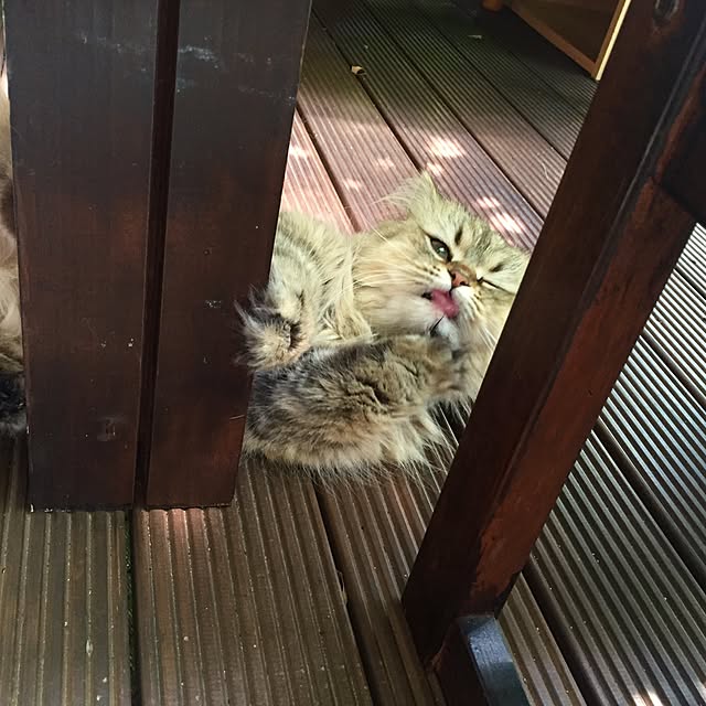 butachanさんの実例写真