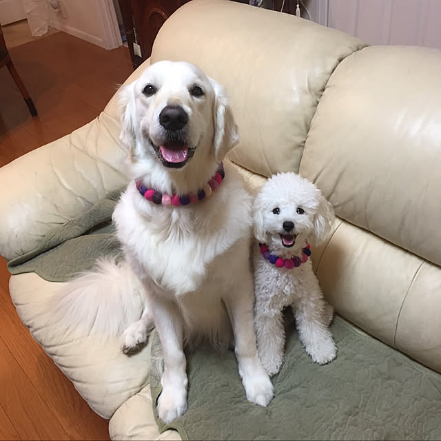 angeさんの実例写真