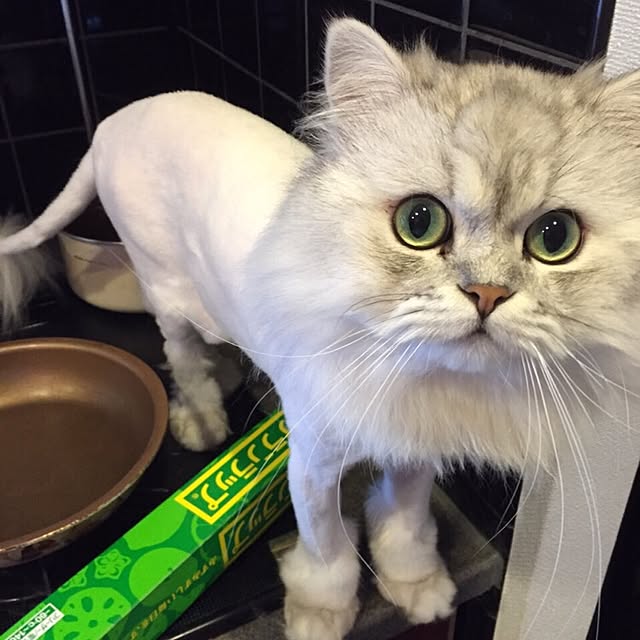 horurunさんの実例写真