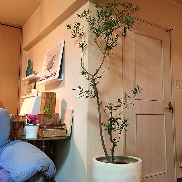 リビング/観葉植物のインテリア実例 - 2016-10-21 01:01:02