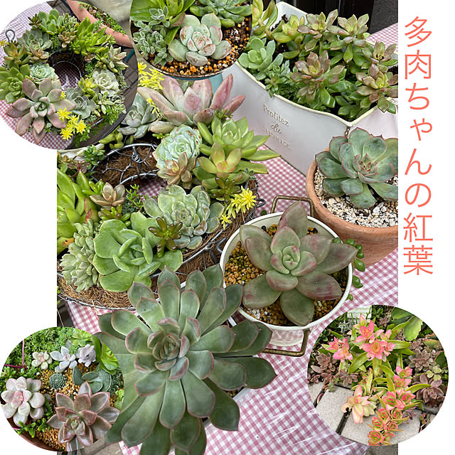 momocchiさんの実例写真