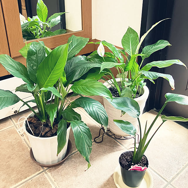 leafさんの実例写真
