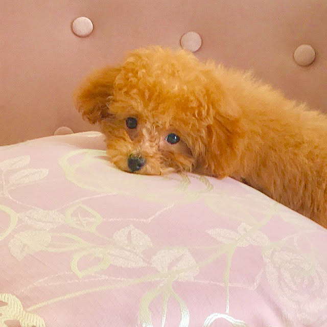 MARIRINさんの実例写真