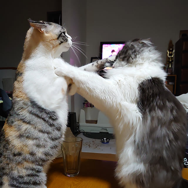 shinobuさんの実例写真