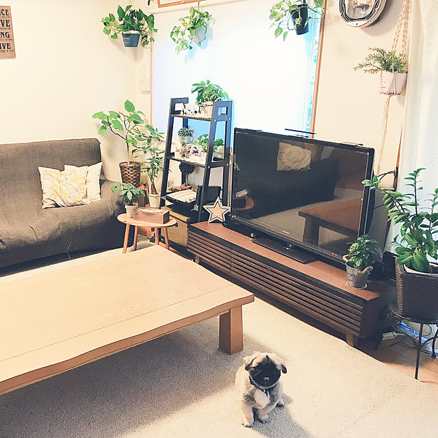 観葉植物/ペキニーズ♡君/ナチュラル/部屋全体のインテリア実例 - 2020-09-08 17:11:33