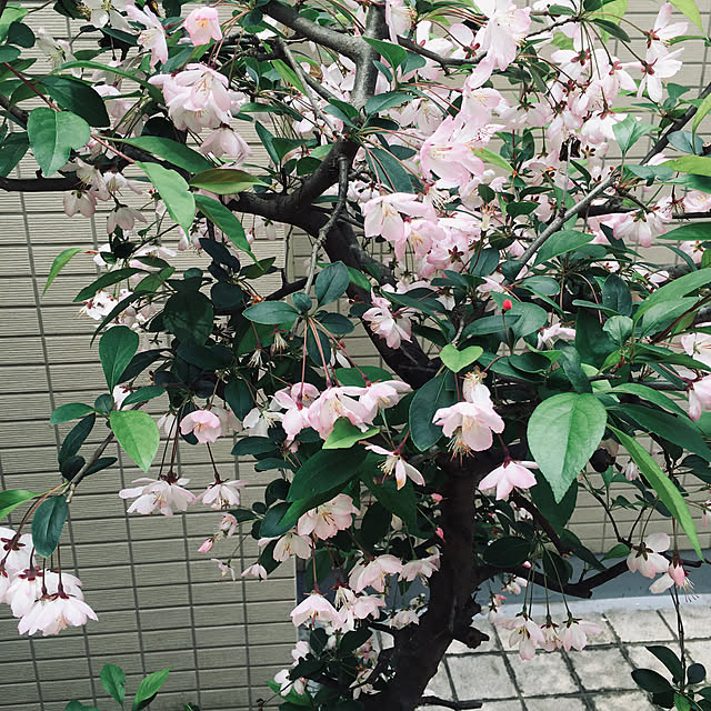 happy-sachiさんの実例写真
