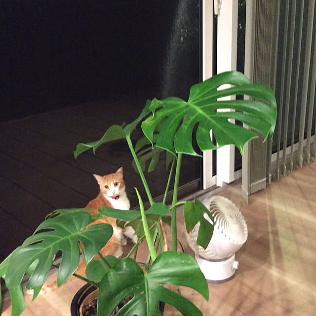 houenさんの実例写真