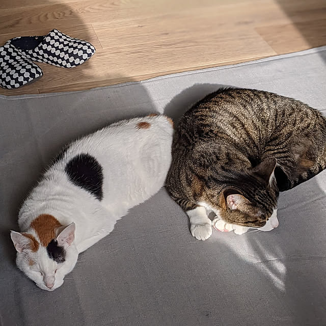 ichi.さんの実例写真