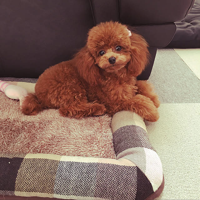 otsutaudonkoさんの実例写真