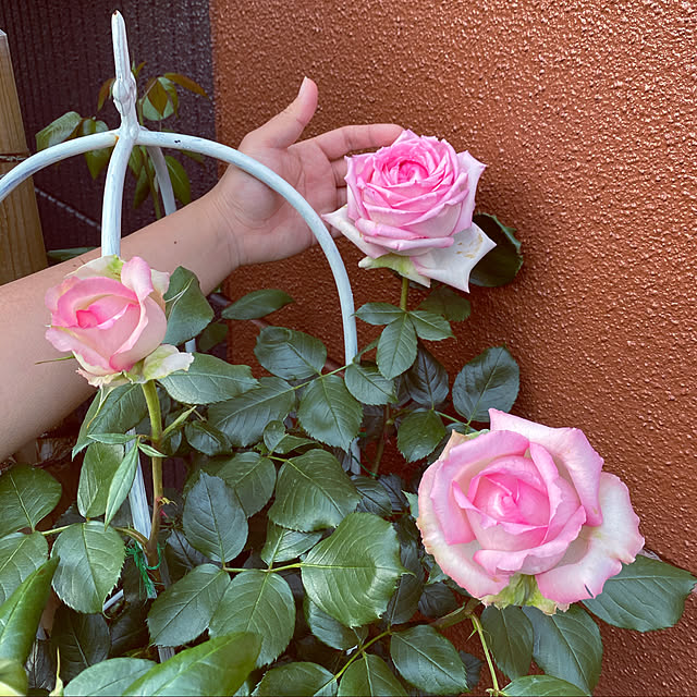 RoseLife5818さんの実例写真
