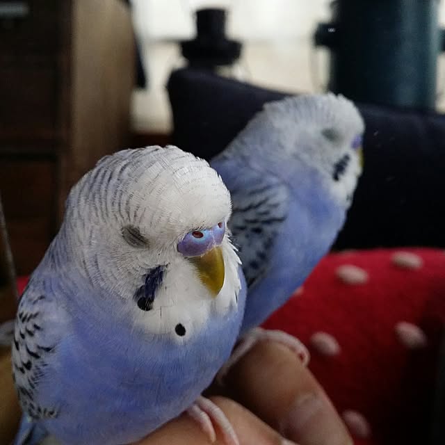 karinさんの実例写真