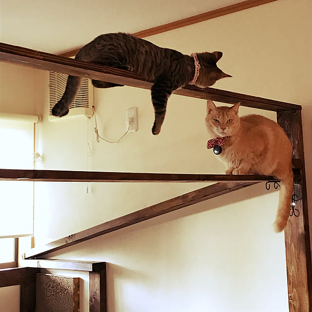 mikan161さんの実例写真
