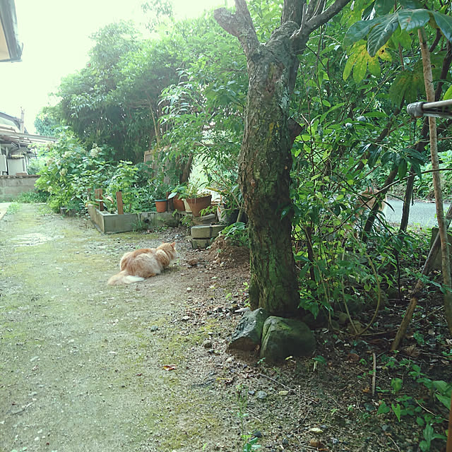 uchizukonyanさんの実例写真