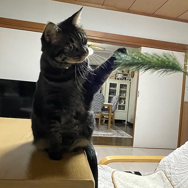 momocchiさんの部屋