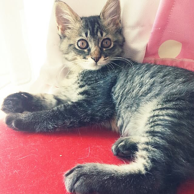 puku.さんの実例写真