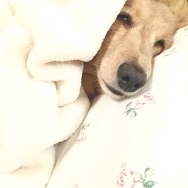 bibianさんの実例写真