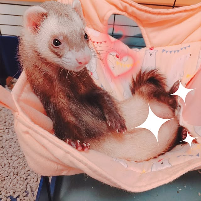 chokocreamさんの実例写真