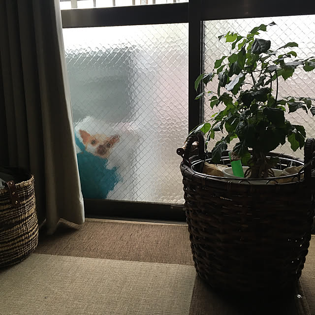 mamikaさんの実例写真