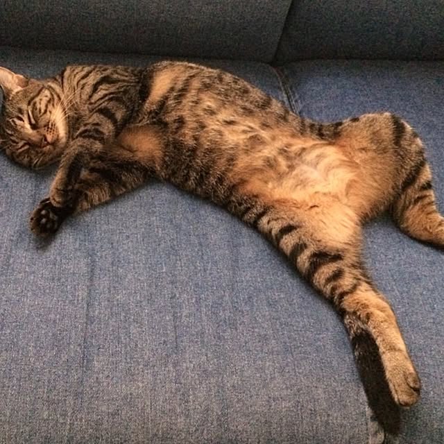 komugiさんの実例写真