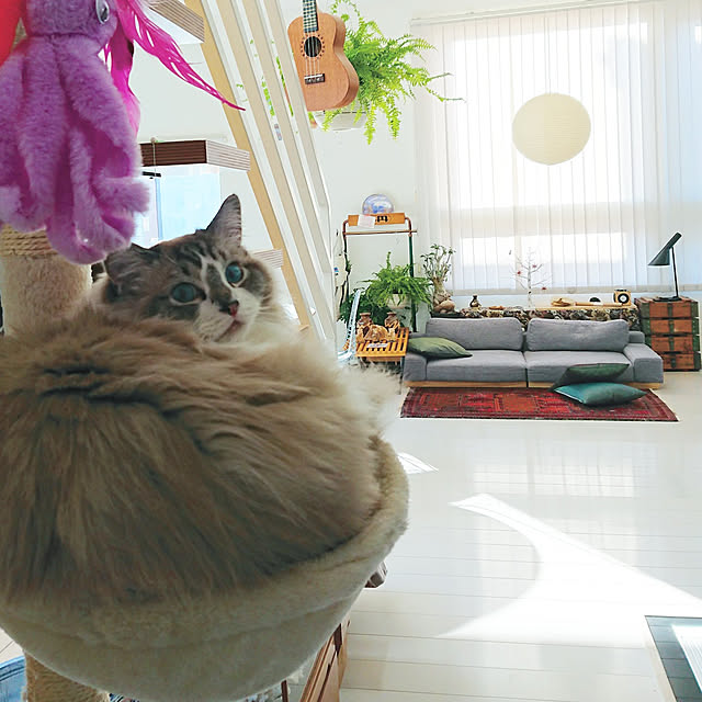 nonononakaさんの実例写真