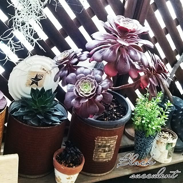 sakusakuさんの実例写真
