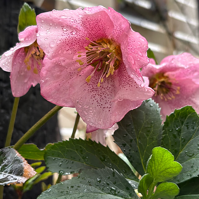 mameshibaさんの部屋