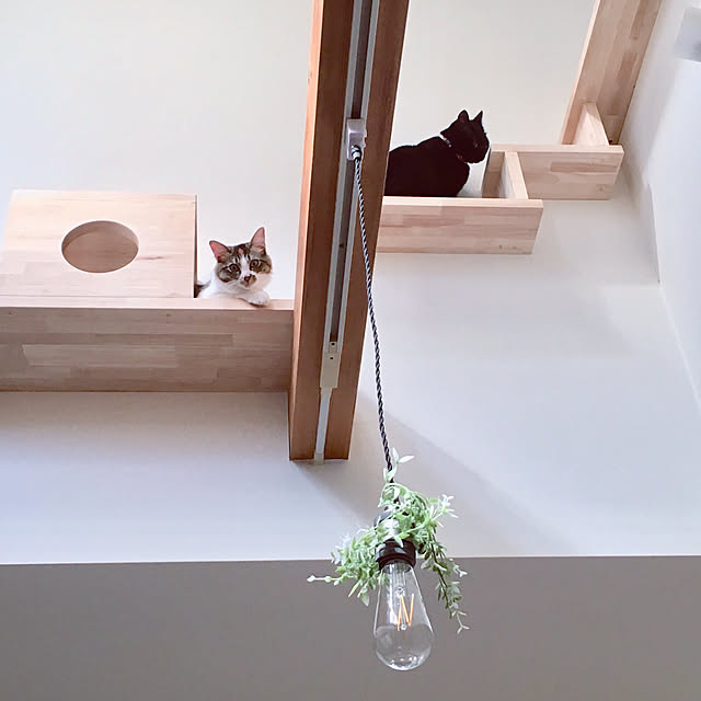 neco_mammamiaさんの実例写真