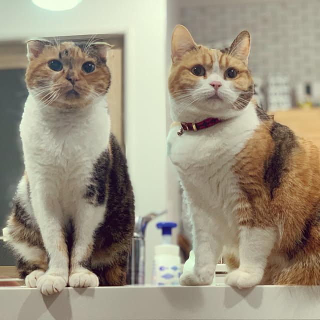 mamekinaさんの実例写真