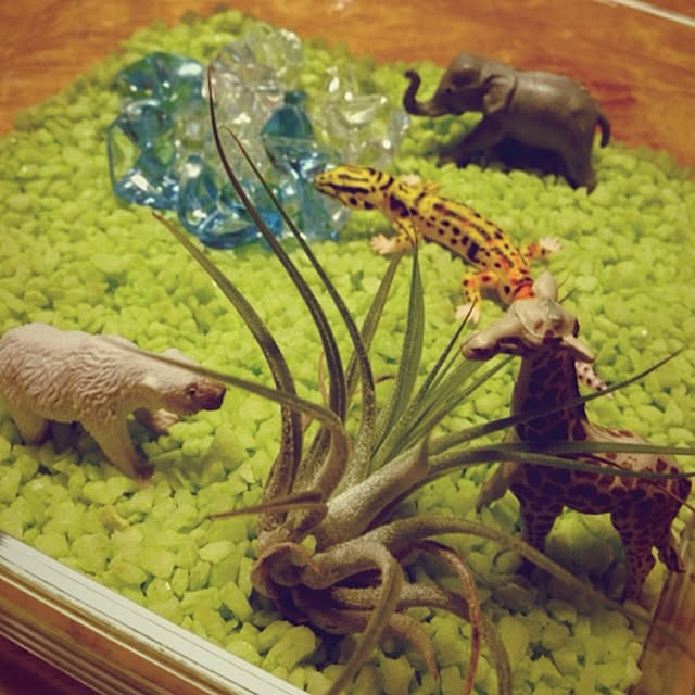 棚/NO GREEN NO LIFE/エアープランツ♡/ミニチュア動物/キリン...などのインテリア実例 - 2014-06-22 21:15:03