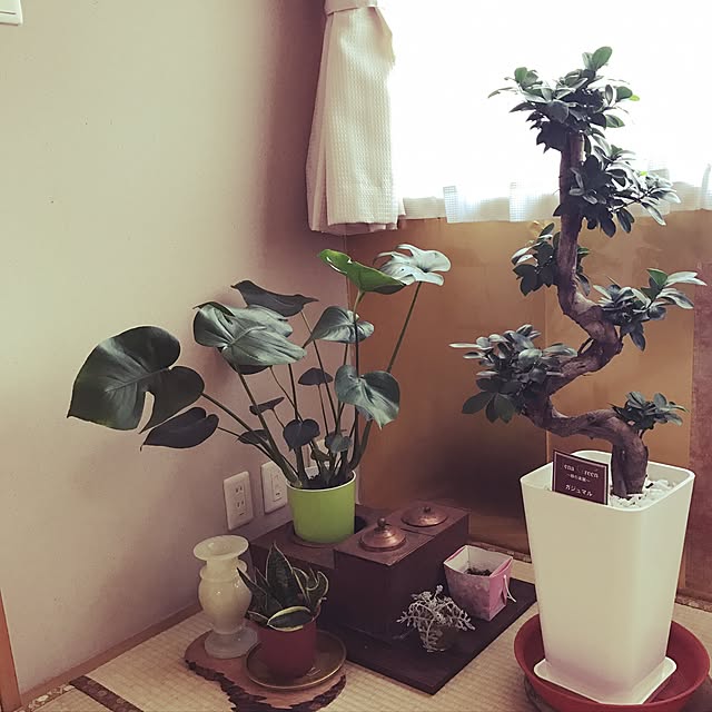 tornadeさんの実例写真